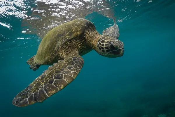 Green sea turtle swimming in clear water