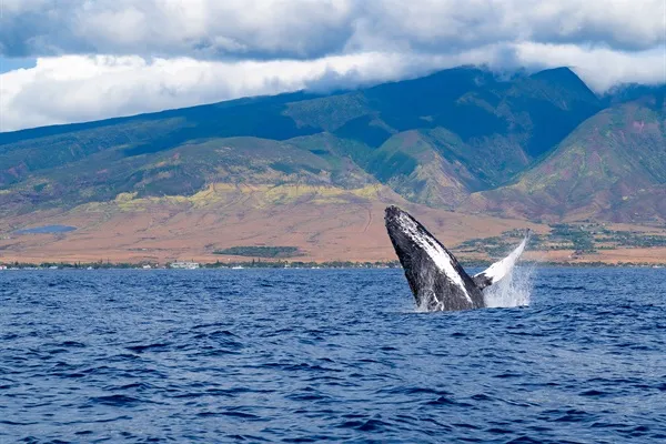 Humpback whale breaching offshore